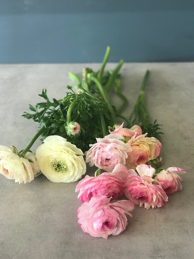 Ranunculus By the Bunch - FOR A LIMITED TIME!