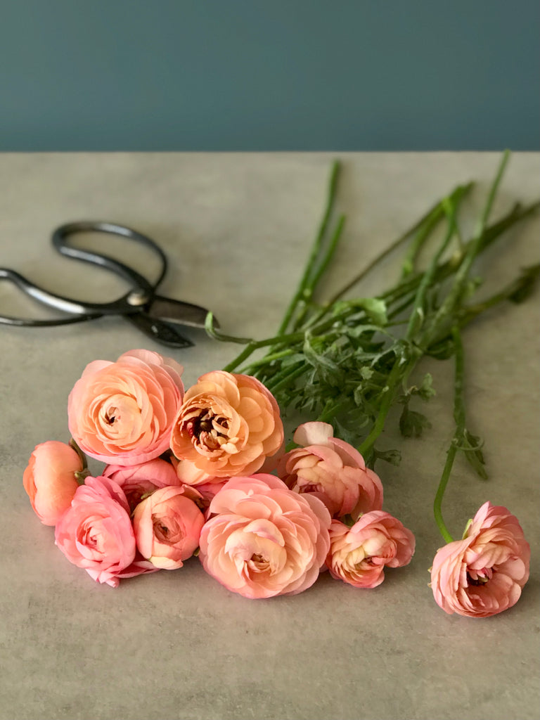 Ranunculus By the Bunch - FOR A LIMITED TIME!