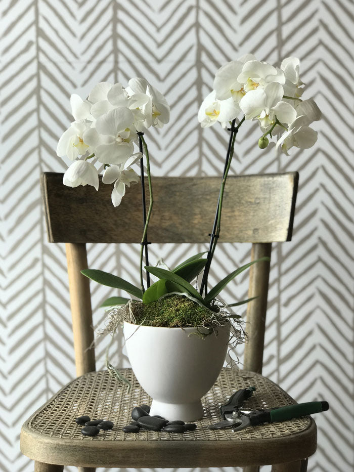 Phalaenopsis Orchid Bowl- Small