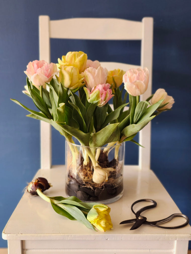 Tulip Bulb Arrangement