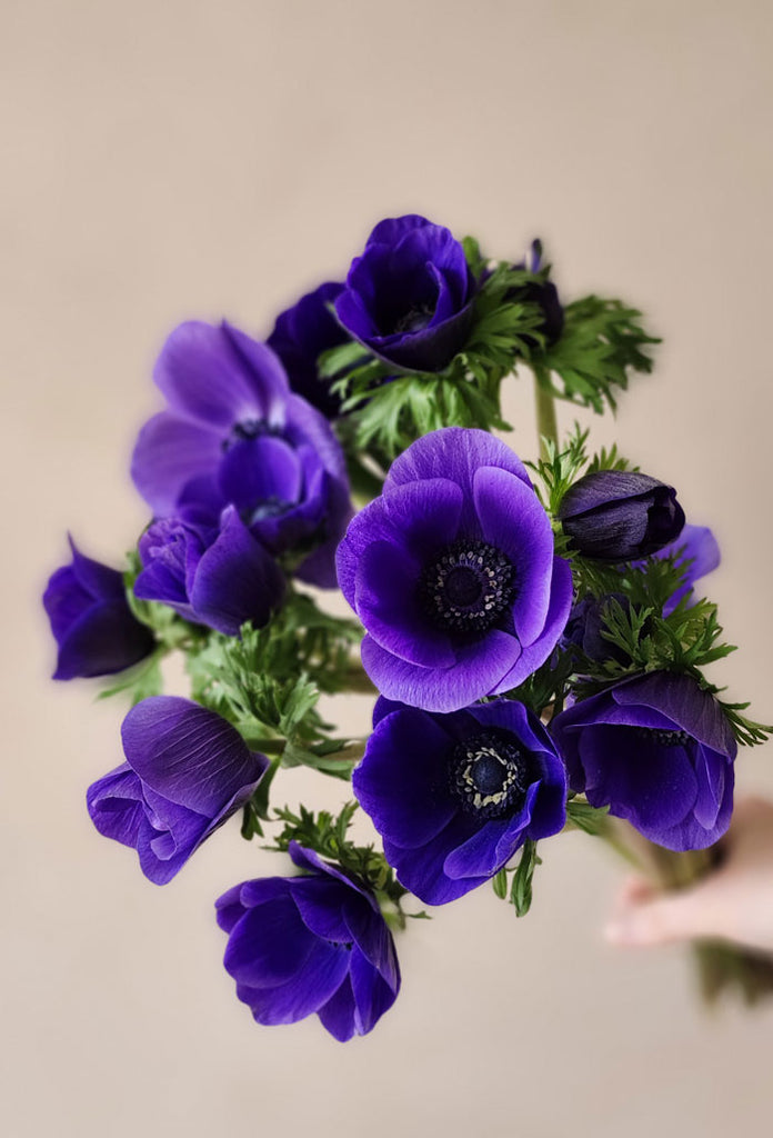 Anemone by the bunch - AVAILABLE FOR A LIMITED TIME!
