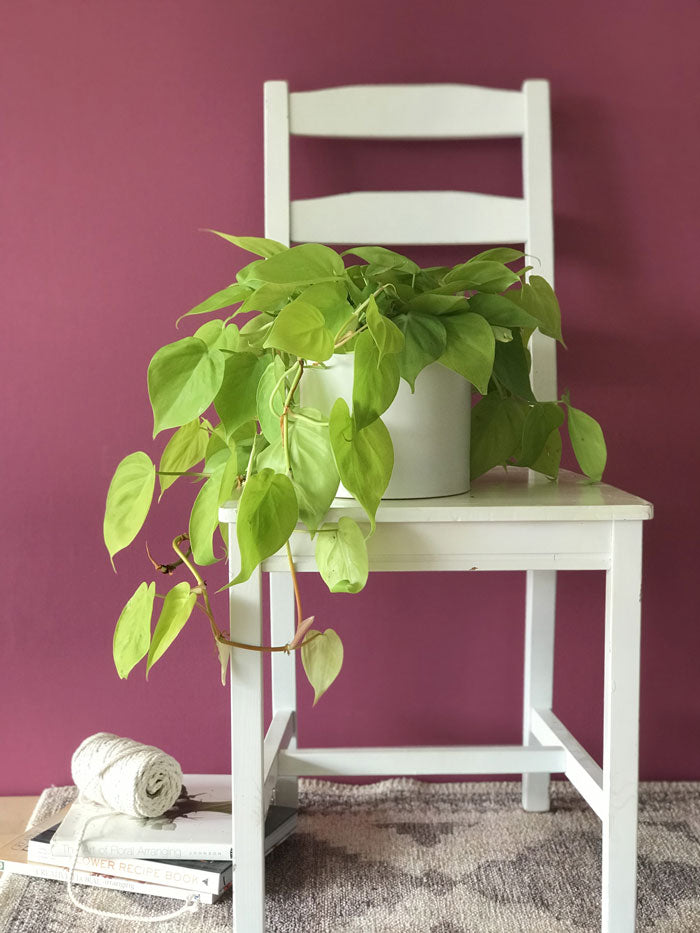 Lime Green Philodendron