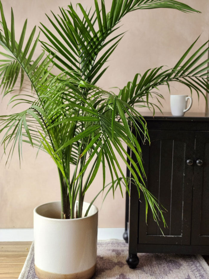 Palm Plant - Large