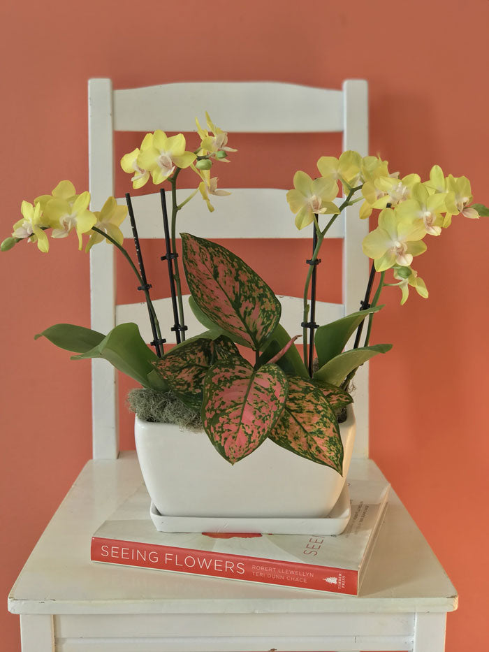 Rosy Cheeks Orchid Planter