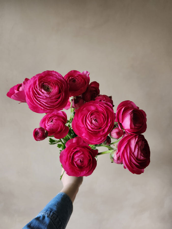 Ranunculus By the Bunch