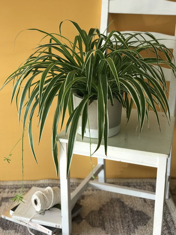 Spider Plant  -  (NON-TOXIC FOR PETS)