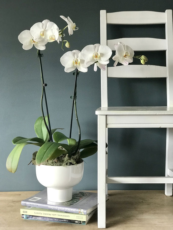 Phalaenopsis Orchid Bowl- Large