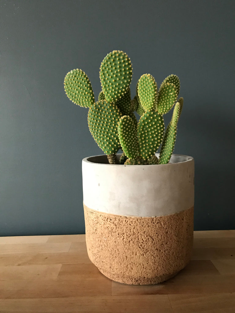 Cactus and Cork
