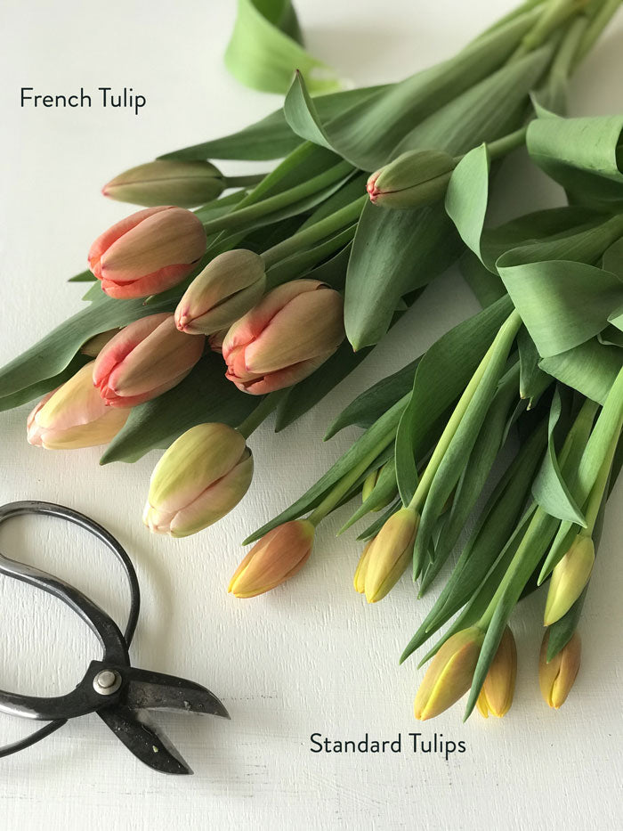 Tulips By-the-Bunch