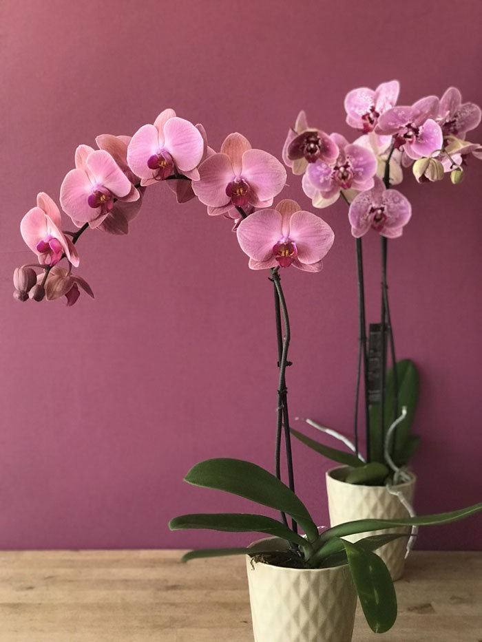 pink phalaenopsis orchid in ceramic pot